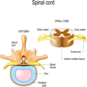 spinal cord cross-section