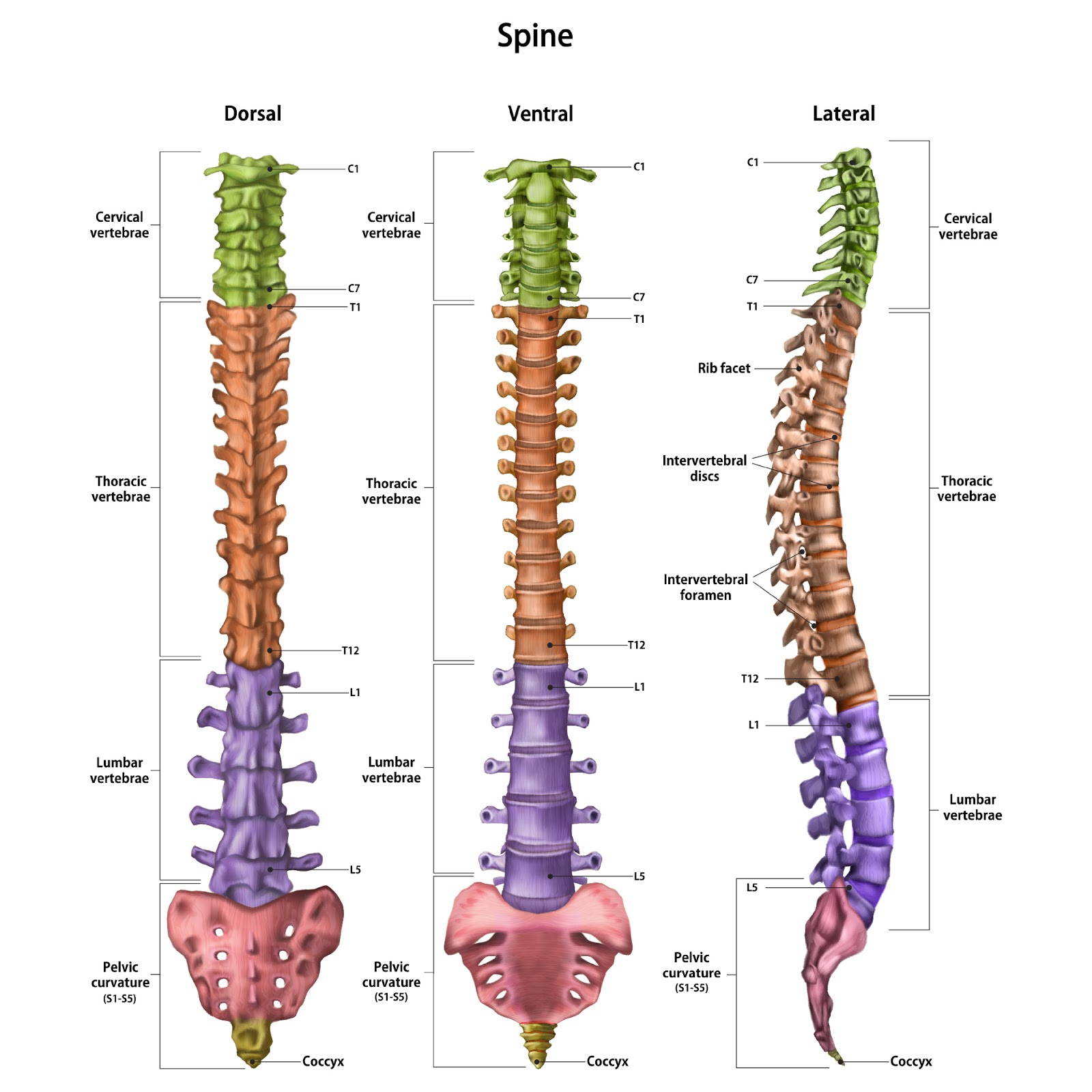 The human spine with the name and description of all sites