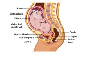 Diagram of a pregnant woman